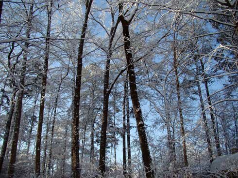 Snow-Feb-13-2010-007
