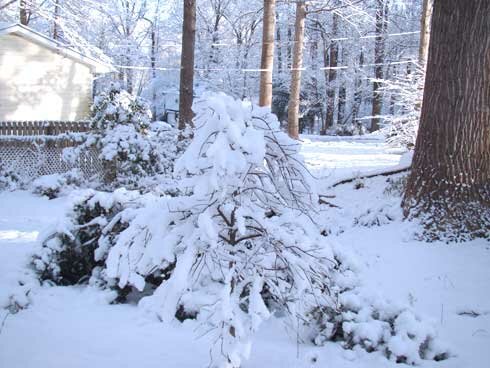 Snow-Feb-13-2010-008