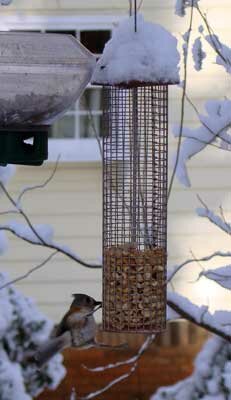 Snow-Feb-13-2010-012